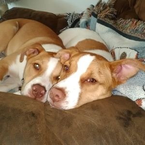 Meet your Posher, Bob